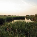 Valli-bonifica-Comacchio